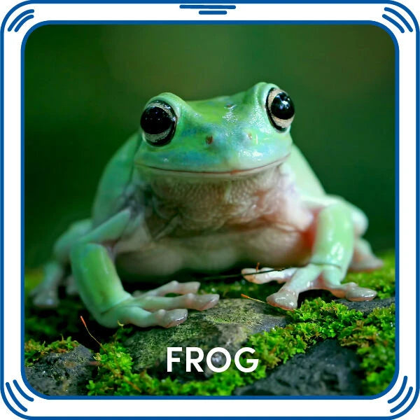 Frog Sound for Stuffed Animals | Build-A-Bear® - US 9925