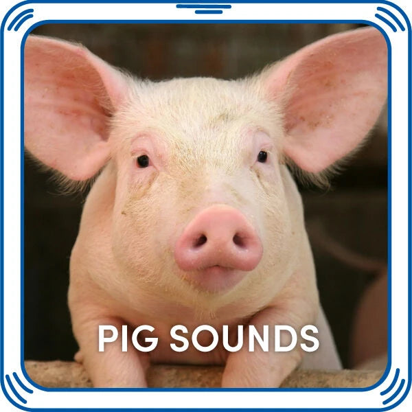 Pig Sounds for Stuffed Animals| Build-A-Bear® - US 7119