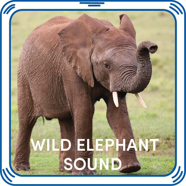 Wild Elephant Stuffed Animal Sound Chip | Shop Now at Build-A-Bear® - US 4769