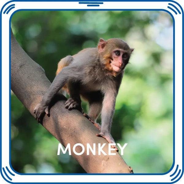 Monkey Sound - US 1580