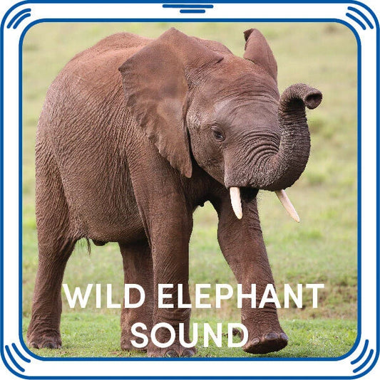 Wild Elephant Stuffed Animal Sound Chip | Shop Now at Build-A-Bear® - US 4769